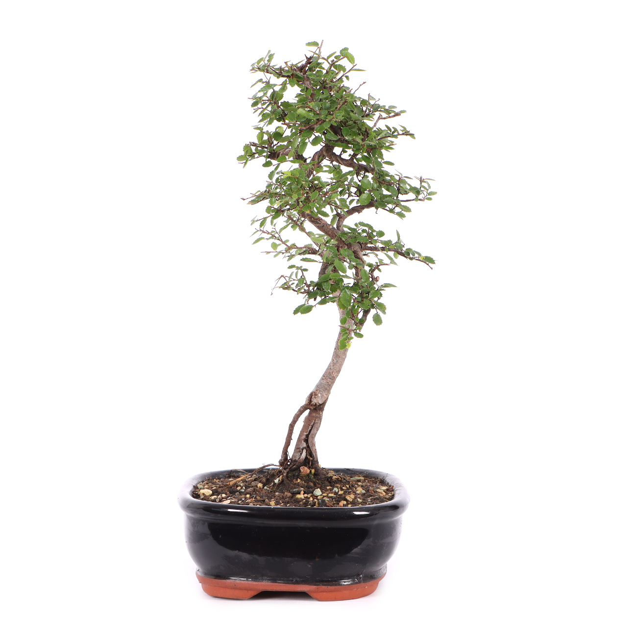 Ulmus parvifolia
