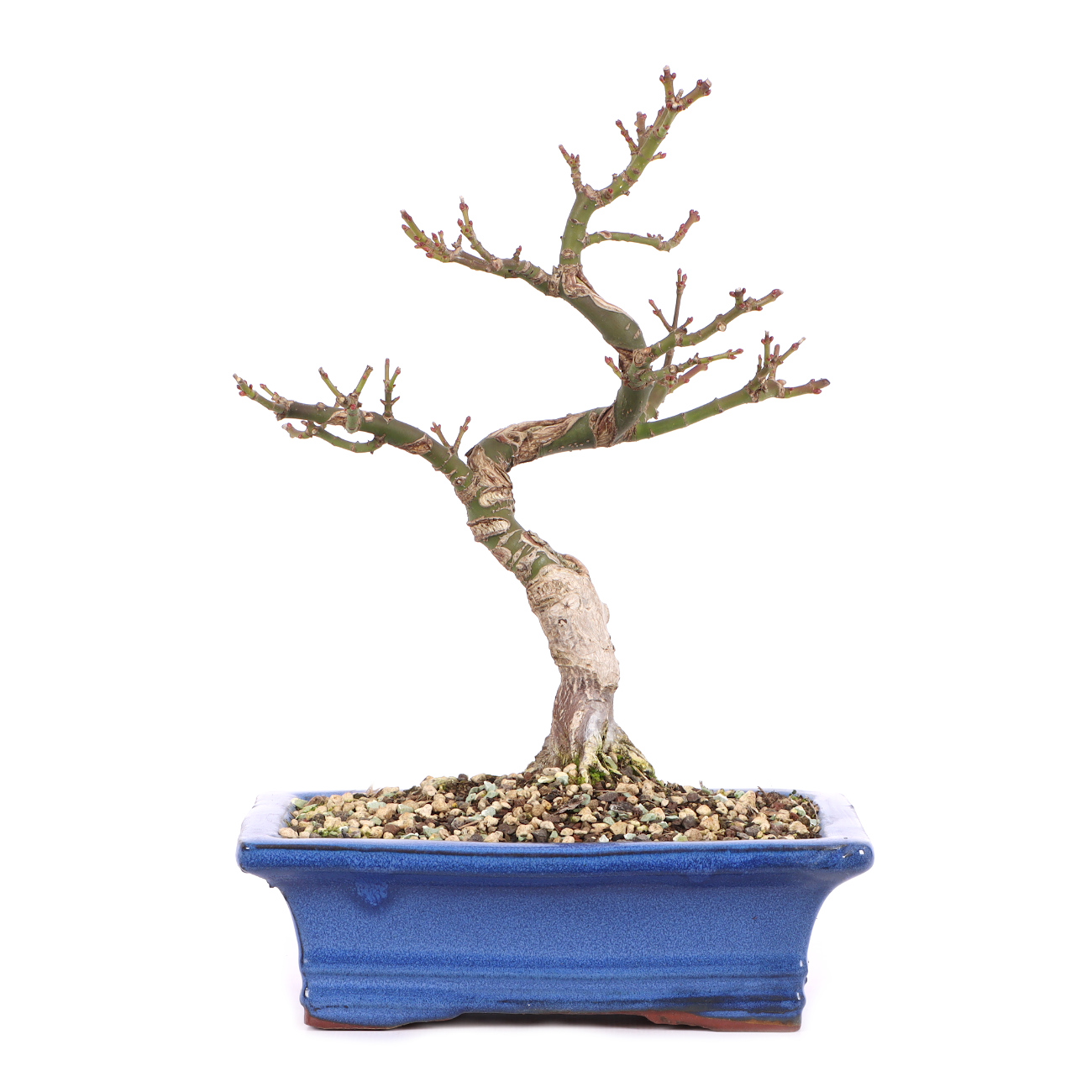 Acer palmatum 'Shishigashira'