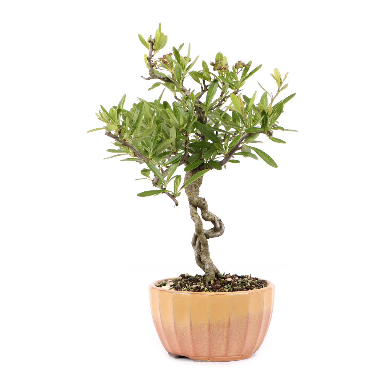 Pyracantha angustifolia