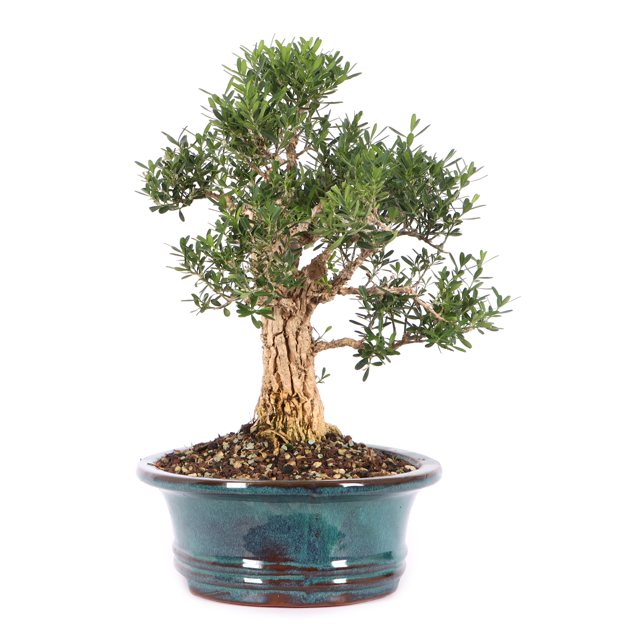 Buxus sinica var. sinica