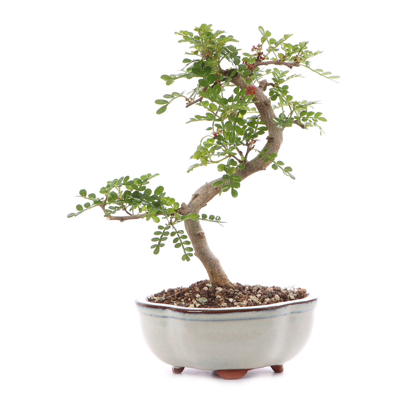 Zanthoxylum spec.