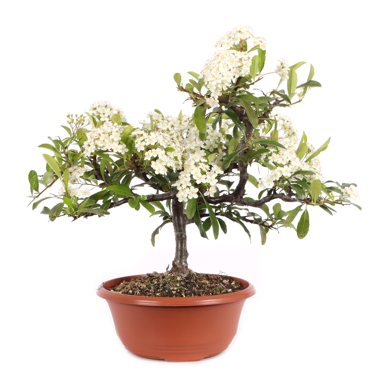 Pyracantha coccinea 'Orange Glow'