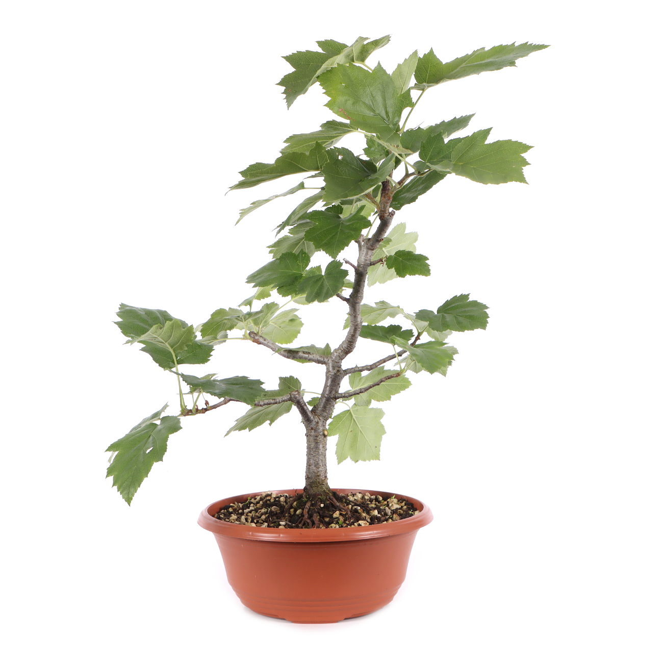 Sorbus torminalis