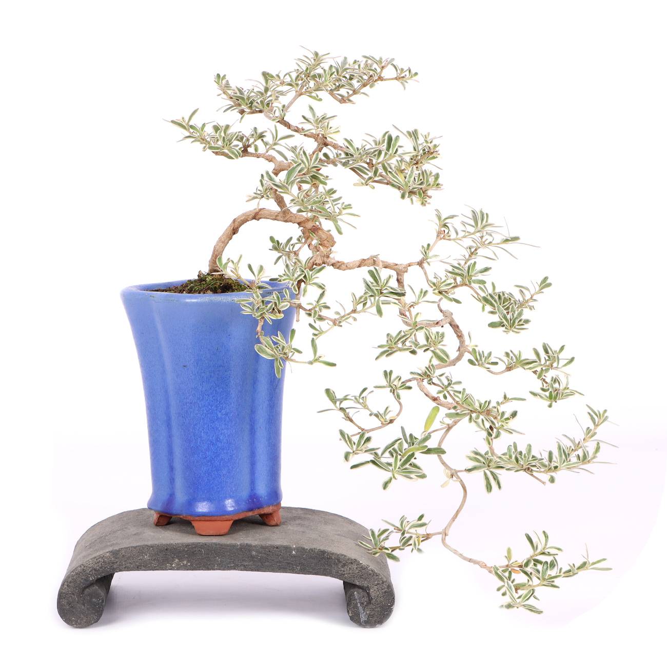 Coprosma x kirkii 'Variegata'