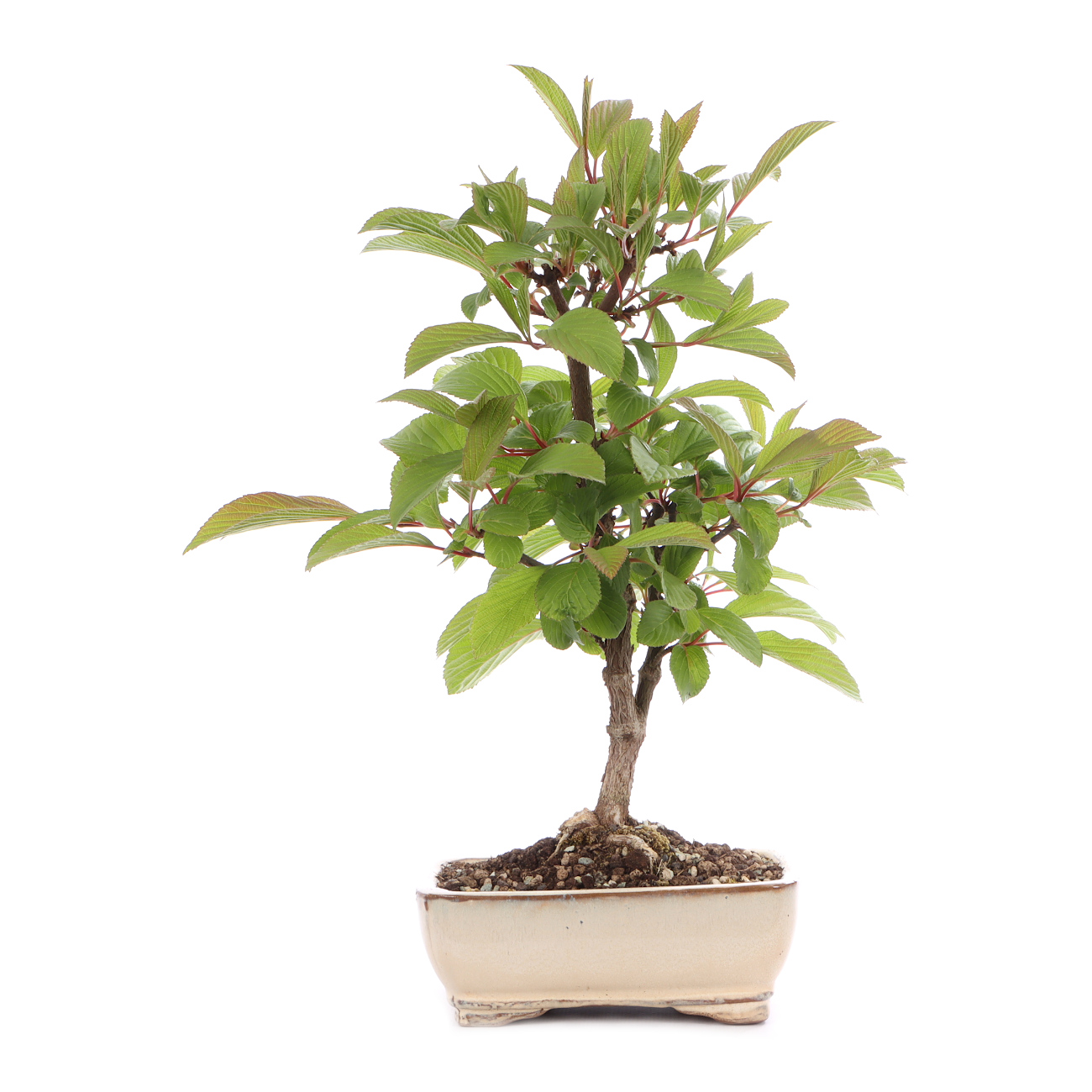 Viburnum x bodnantense 'Dawn'