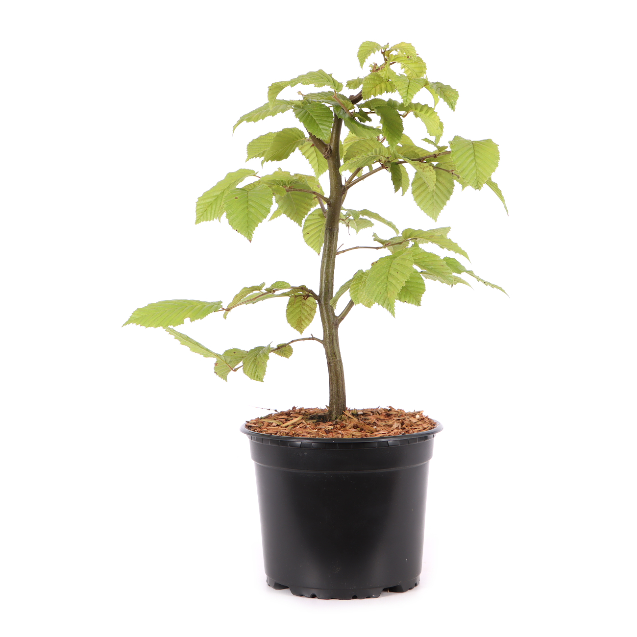 Carpinus betulus