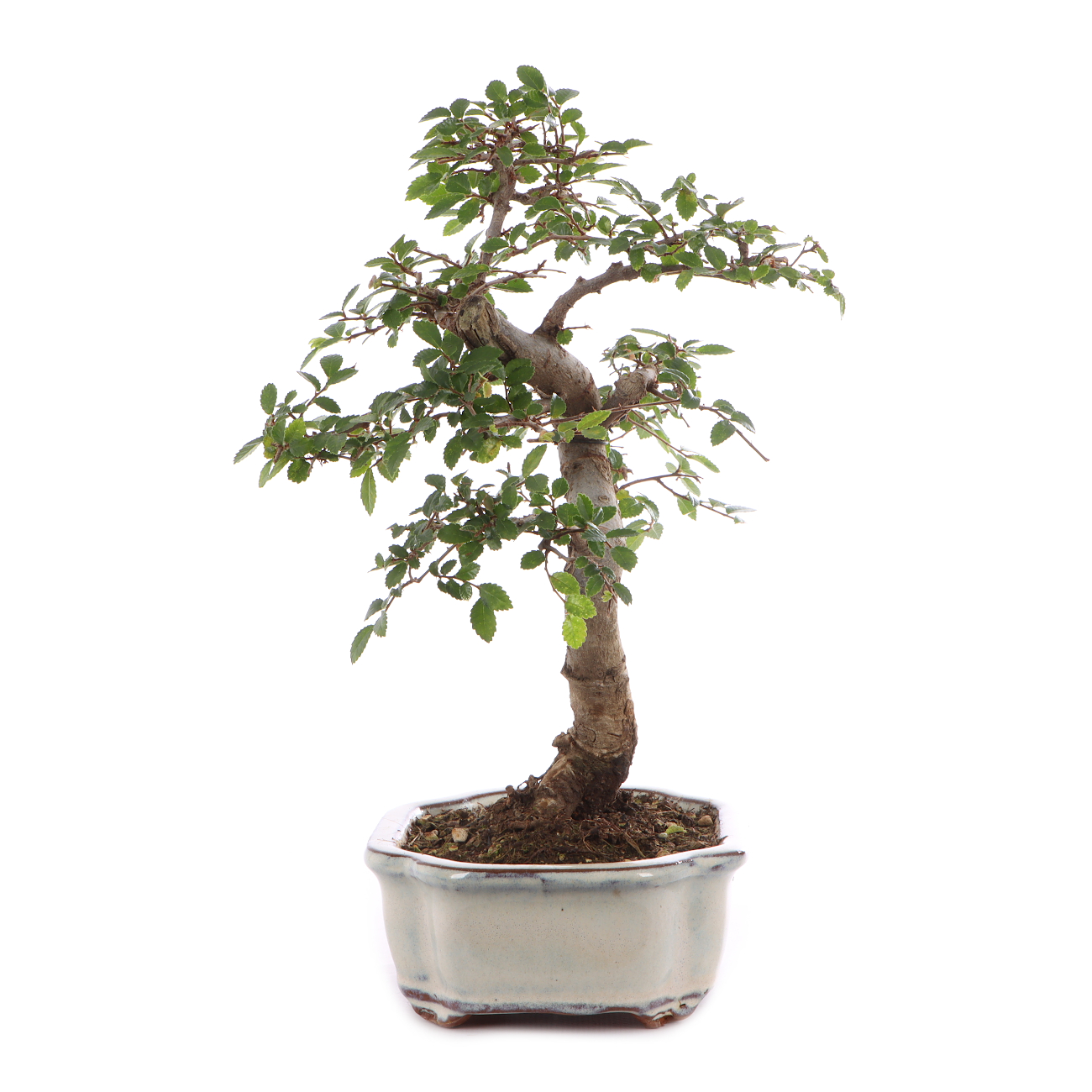 Ulmus parvifolia