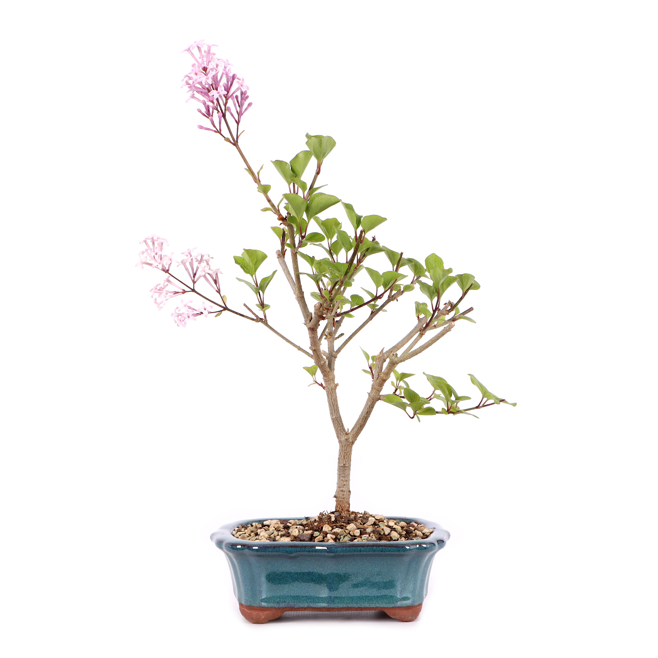 Syringa meyeri 'Palibin'