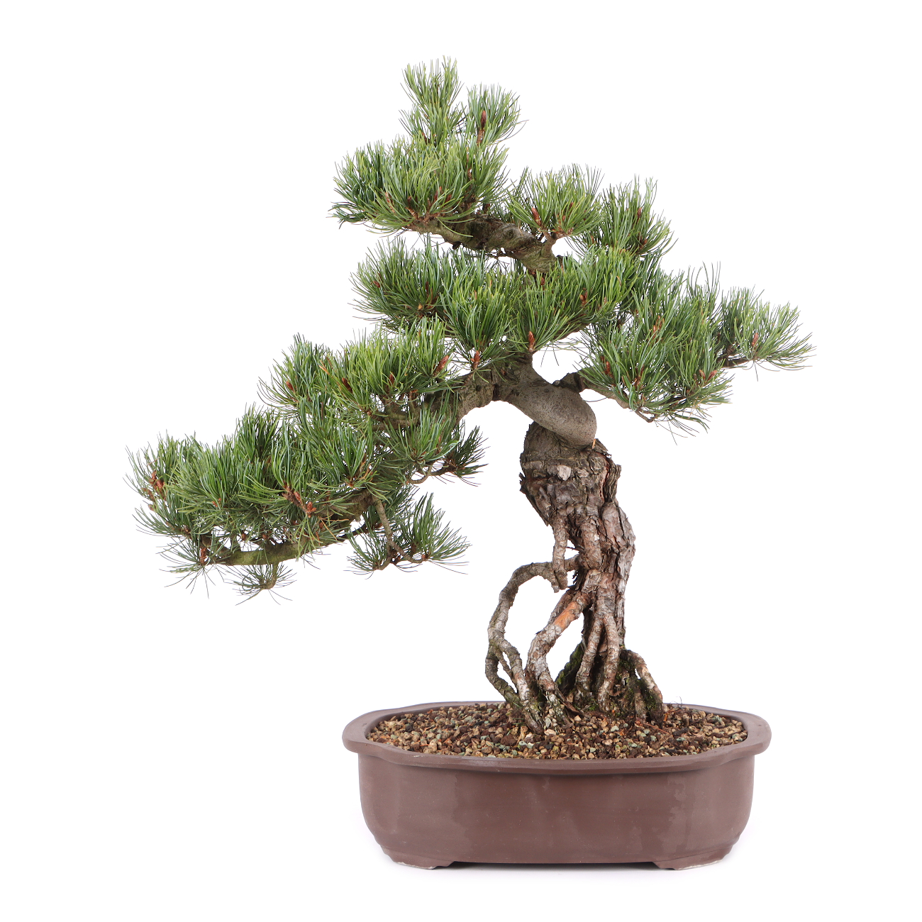 Pinus parviflora 'Glauca'