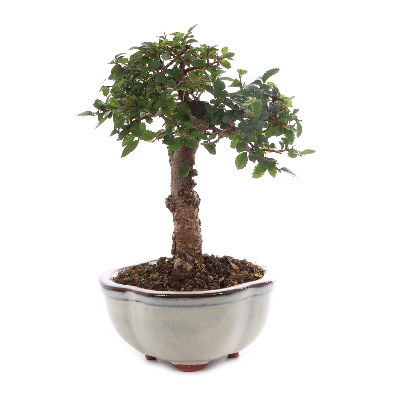 Ulmus parvifolia