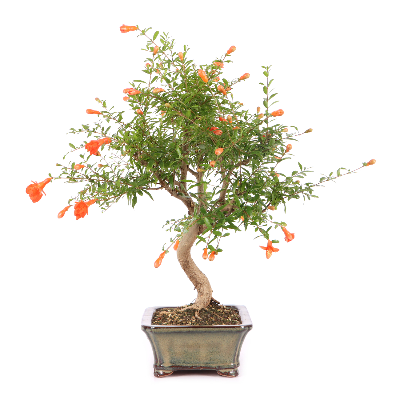 Punica granatum 'Nana'