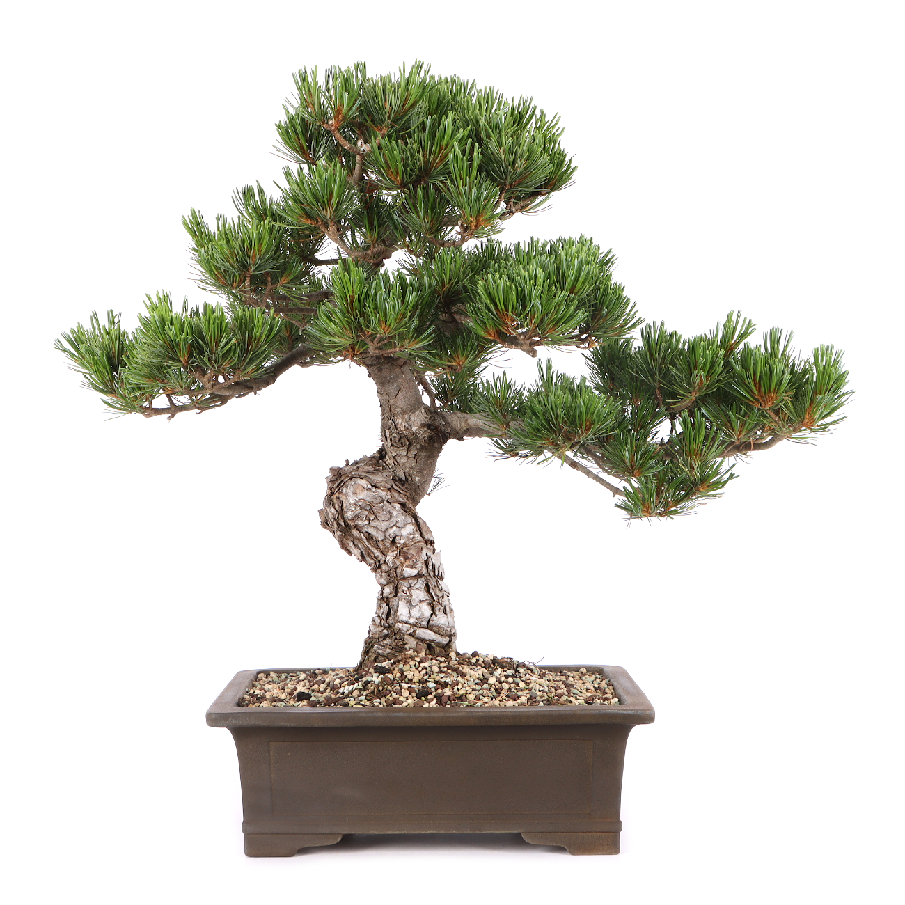 Pinus parviflora 'Glauca'