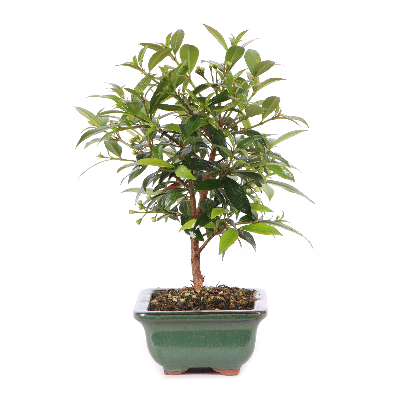Syzygium paniculatum