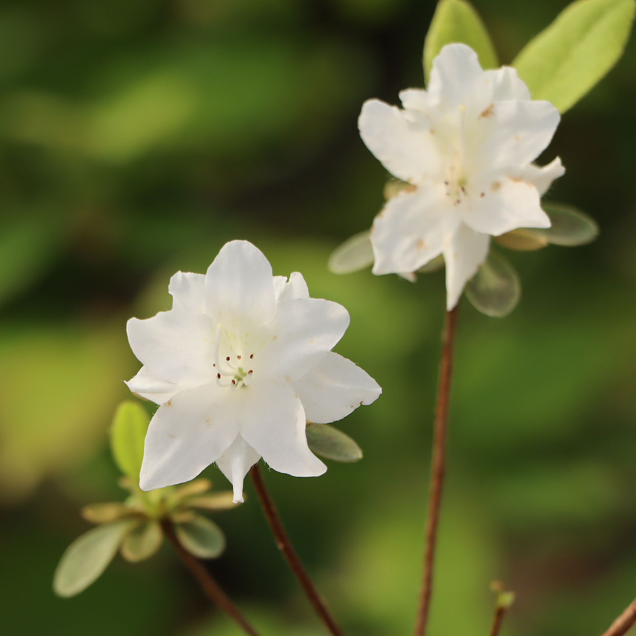 Blüte