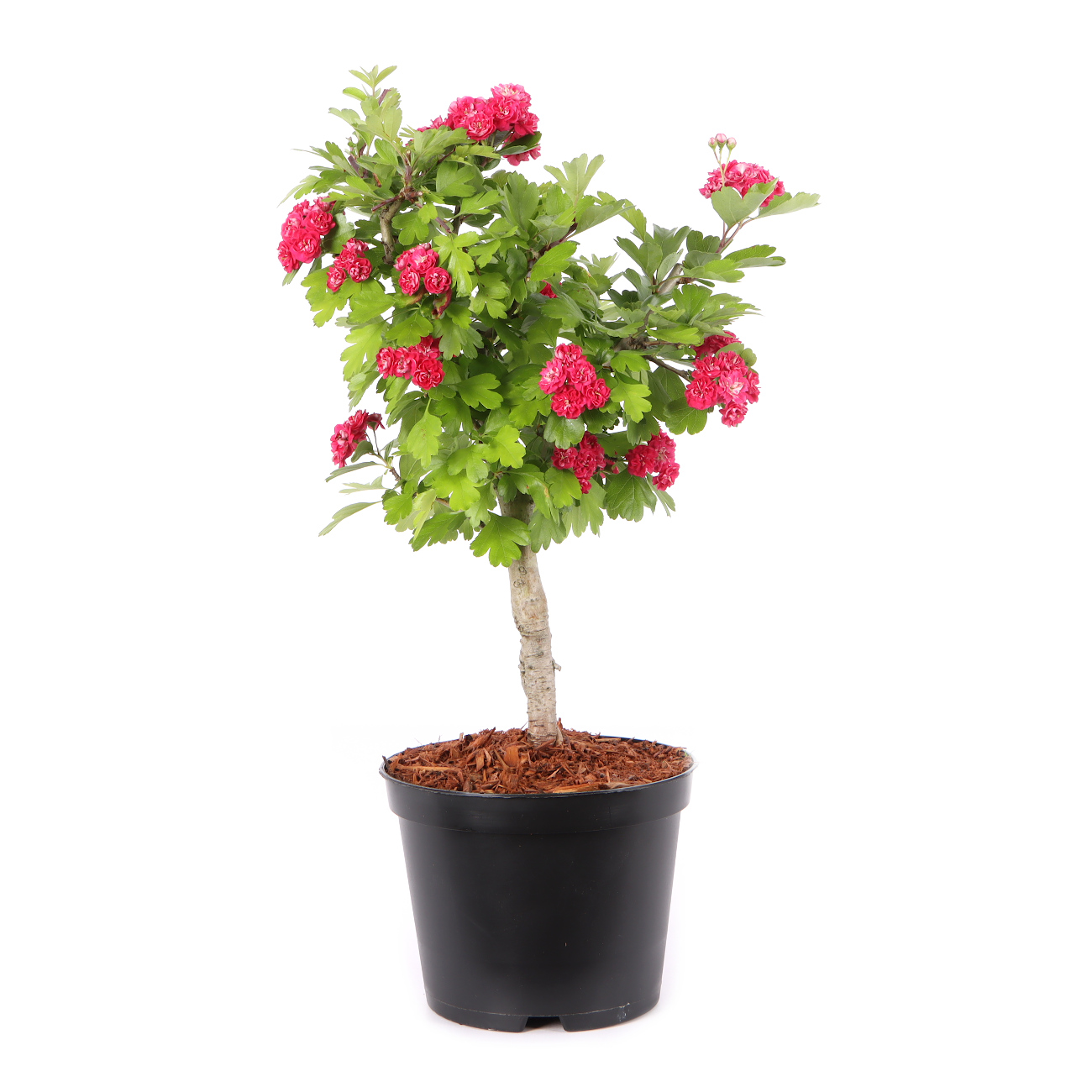 Crataegus laevigata 'Paul's Scarlet'