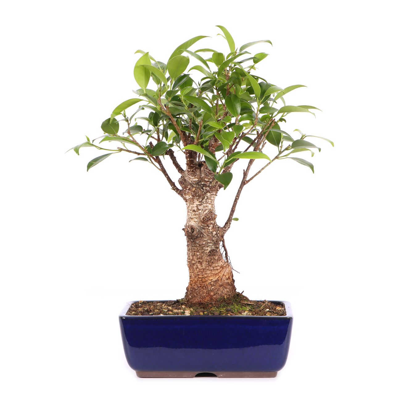 Ficus microcarpa 'Tiger Bark'