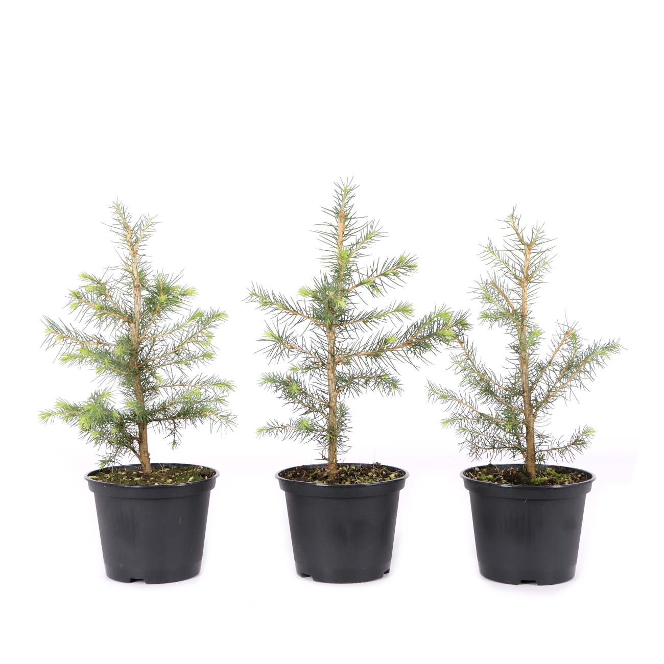 Picea abies