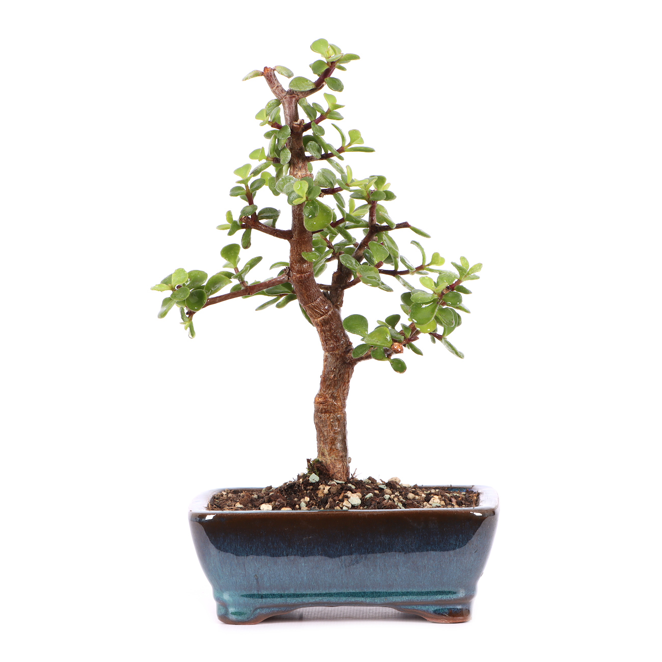Portulacaria afra