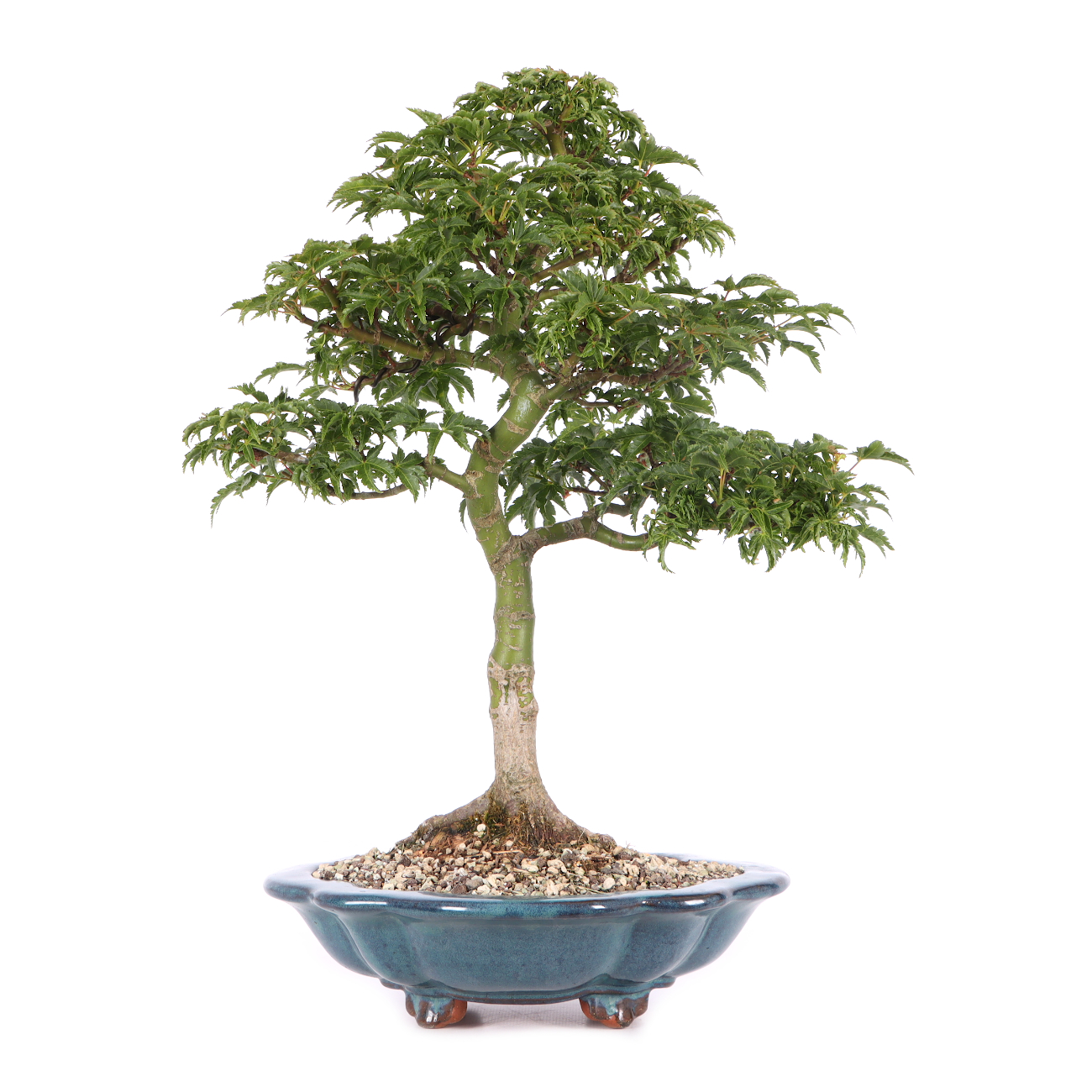 Acer palmatum 'Shishigashira'