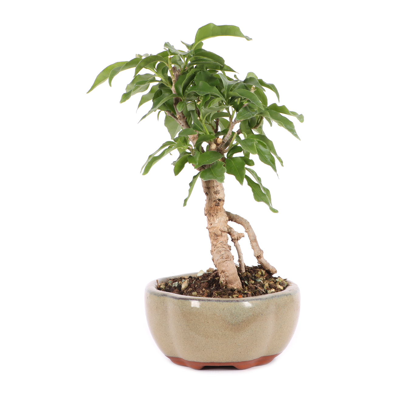 Bougainvillea glabra