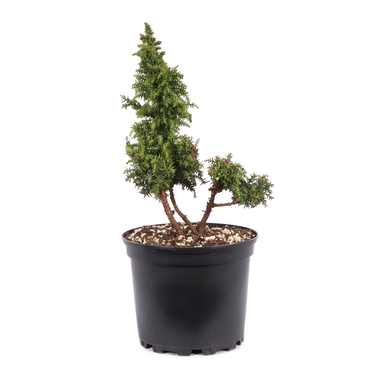 Cryptomeria japonica 'Yokohama'