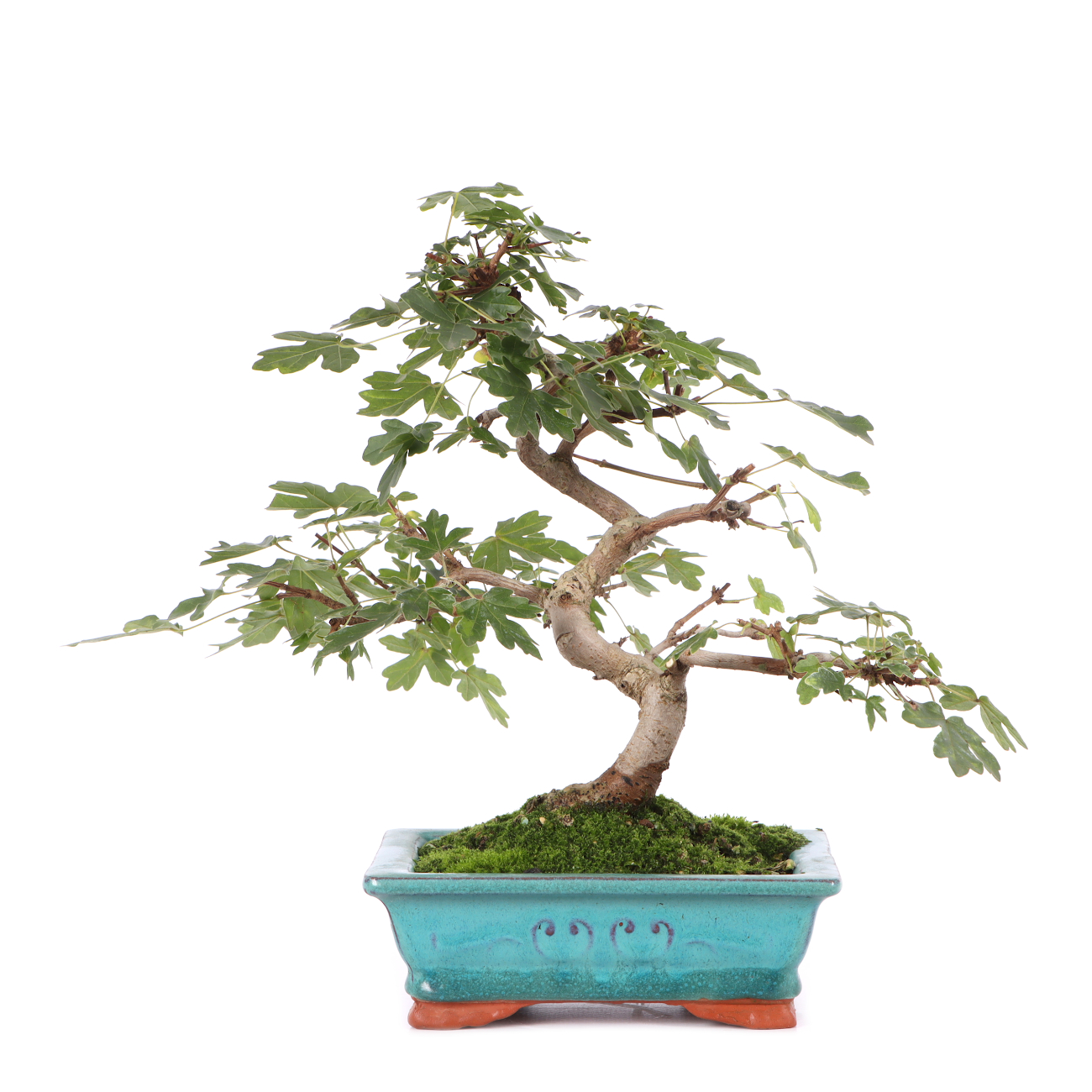Acer campestre
