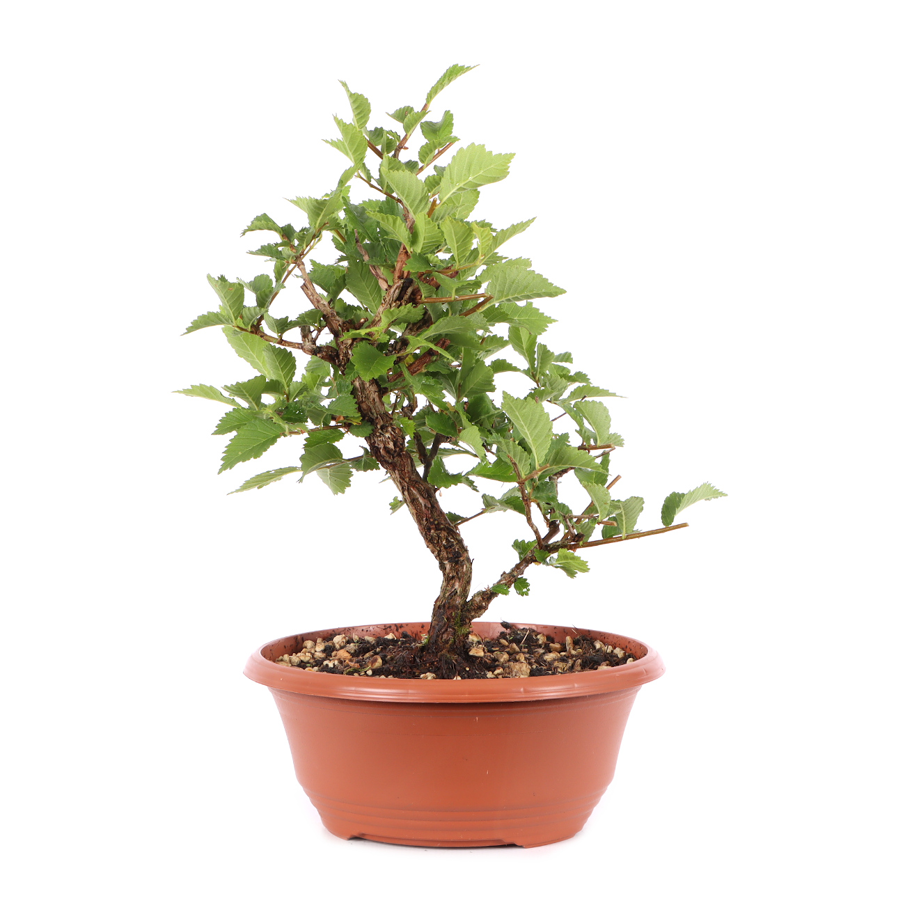 Ulmus minor var.