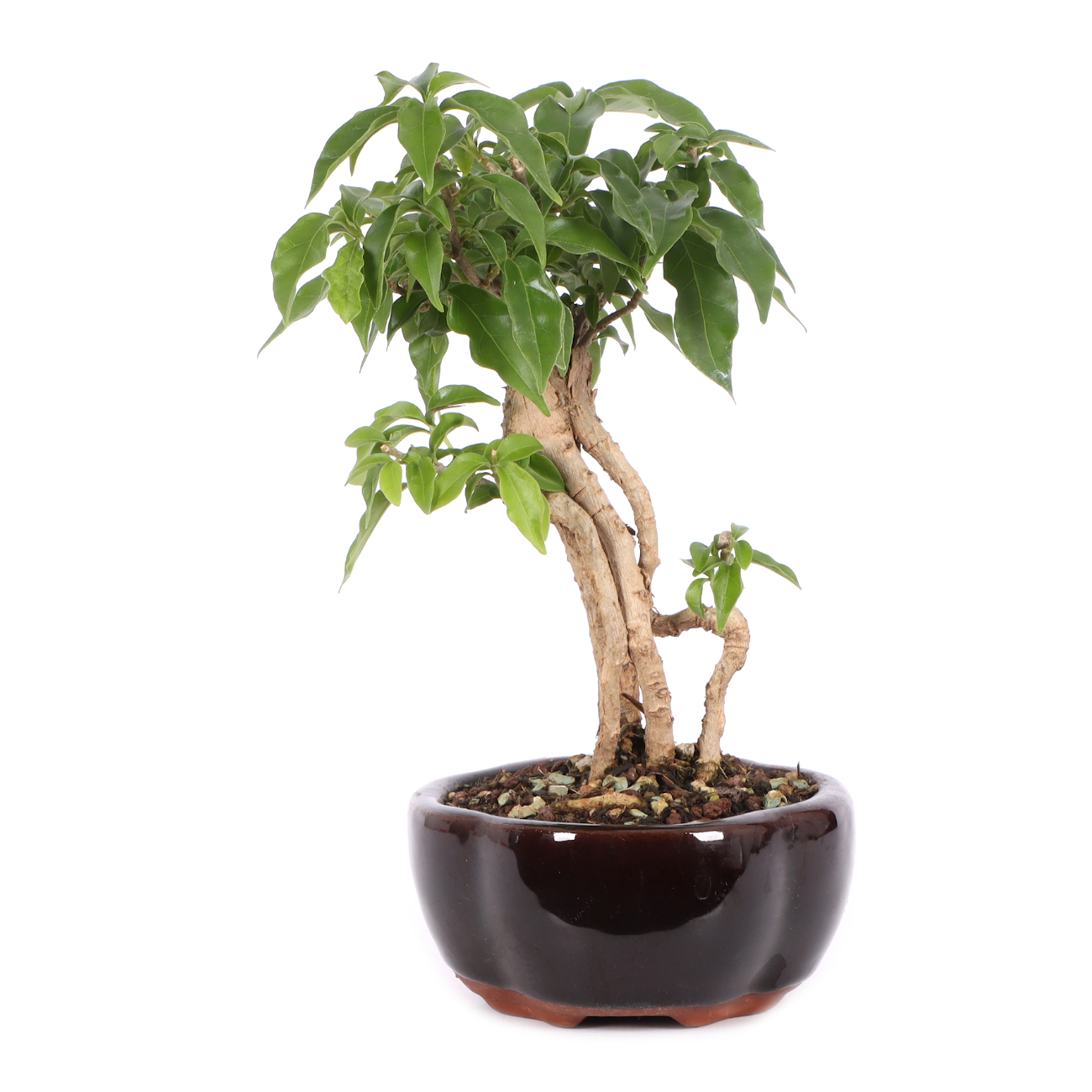 Bougainvillea glabra
