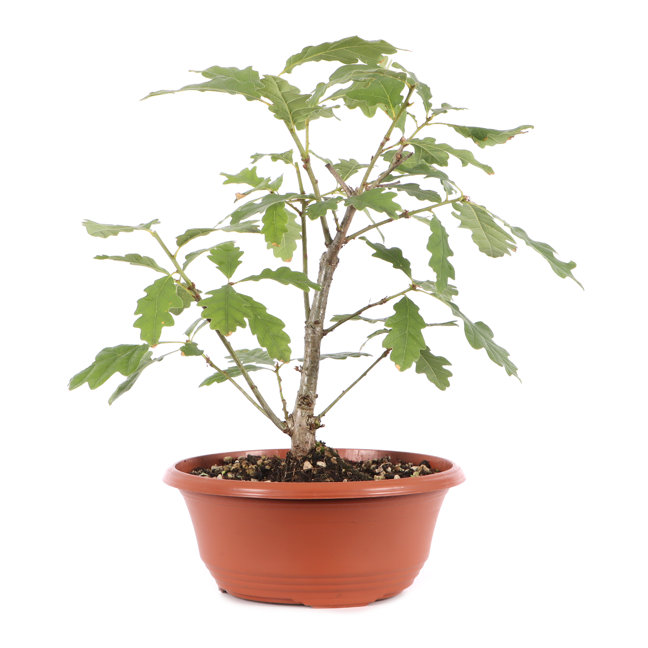 Quercus robur