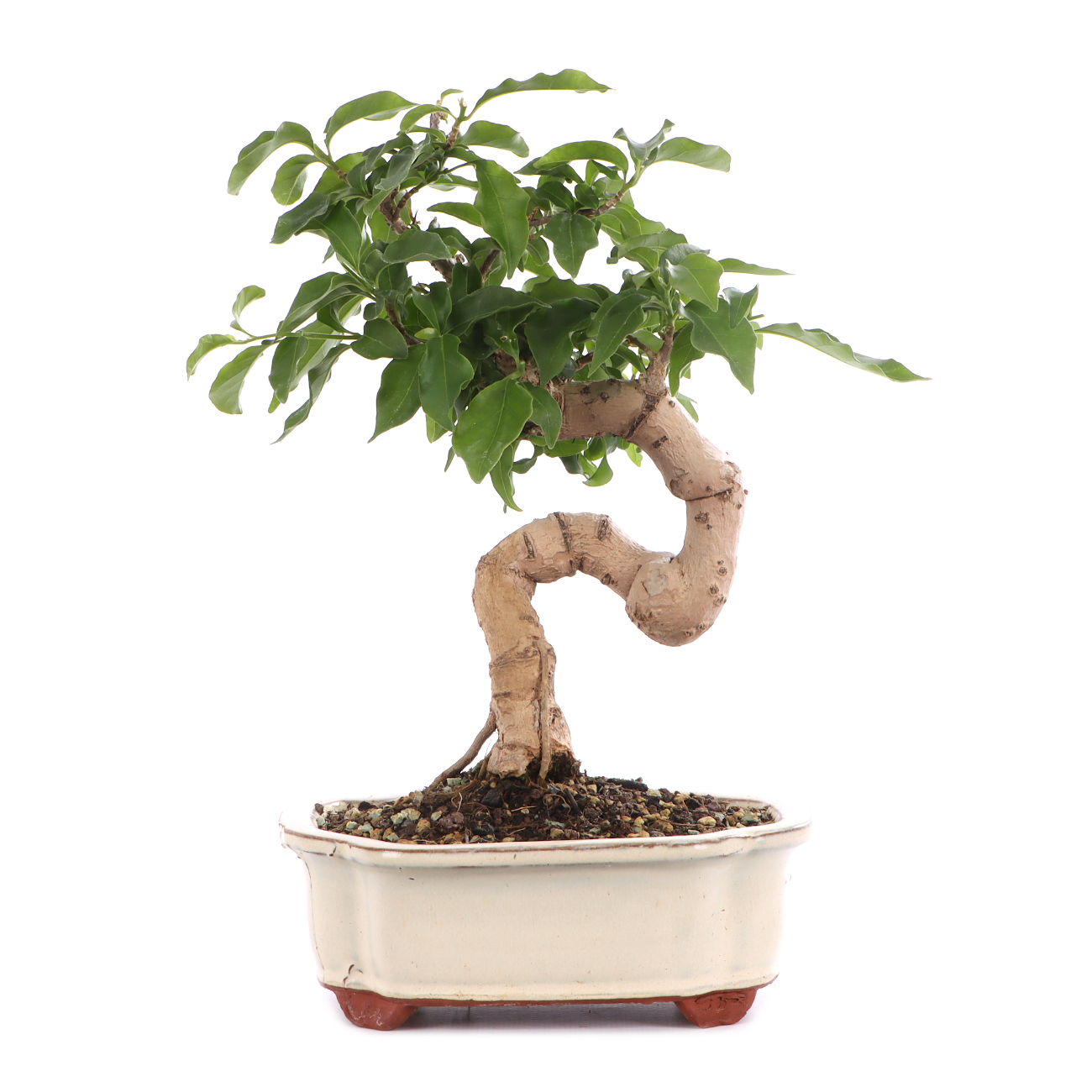 Bougainvillea glabra