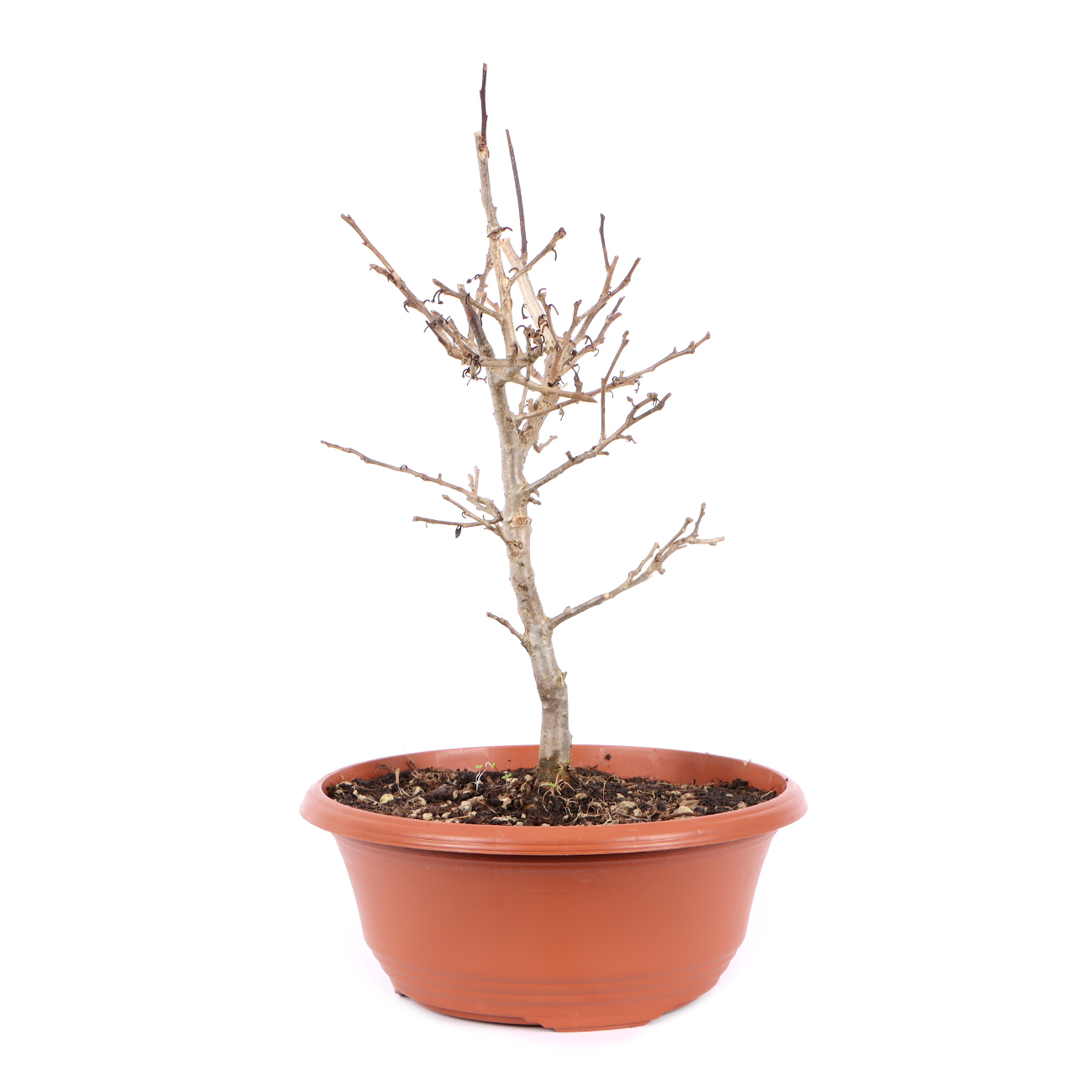 Seitenansicht rechts