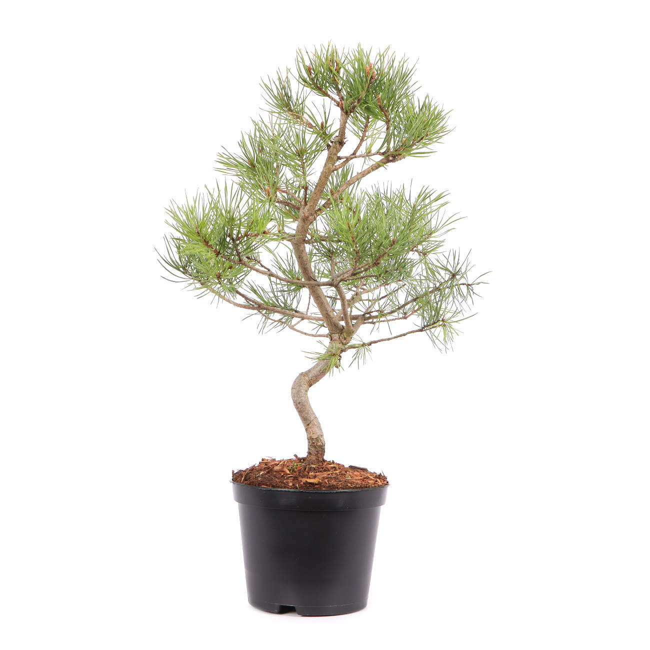 Pinus sylvestris 'Norske Typ'