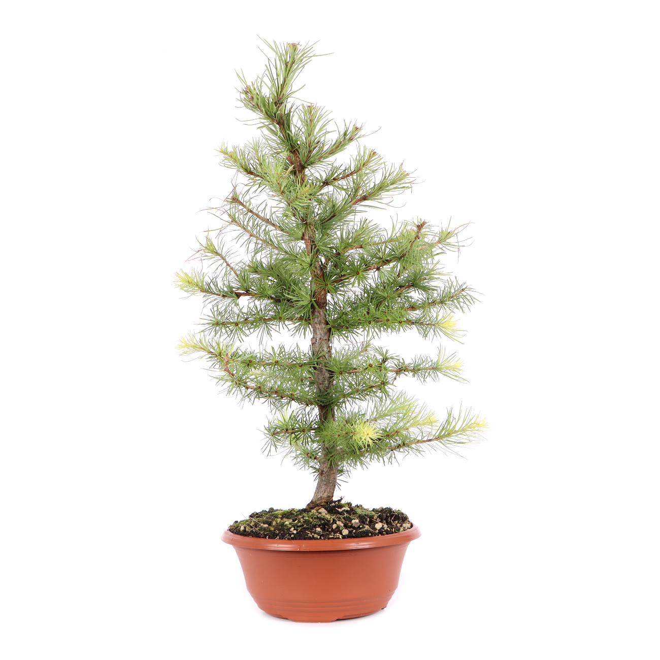 Larix kaempferi
