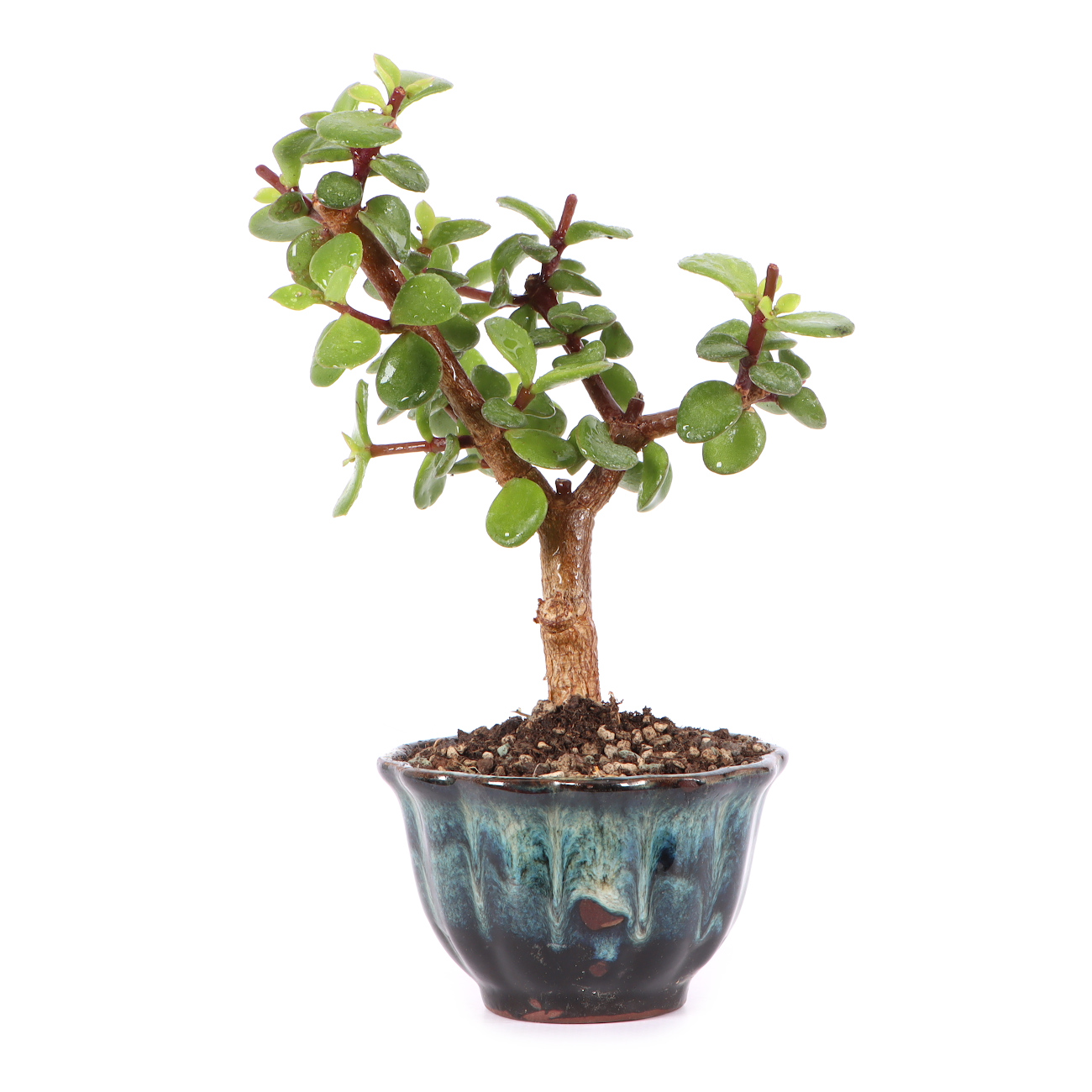 Portulacaria afra