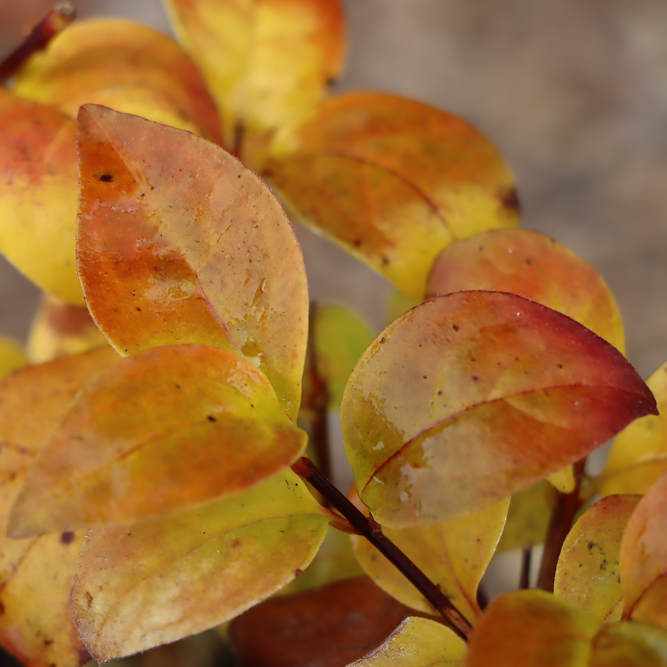 Herbstlaub