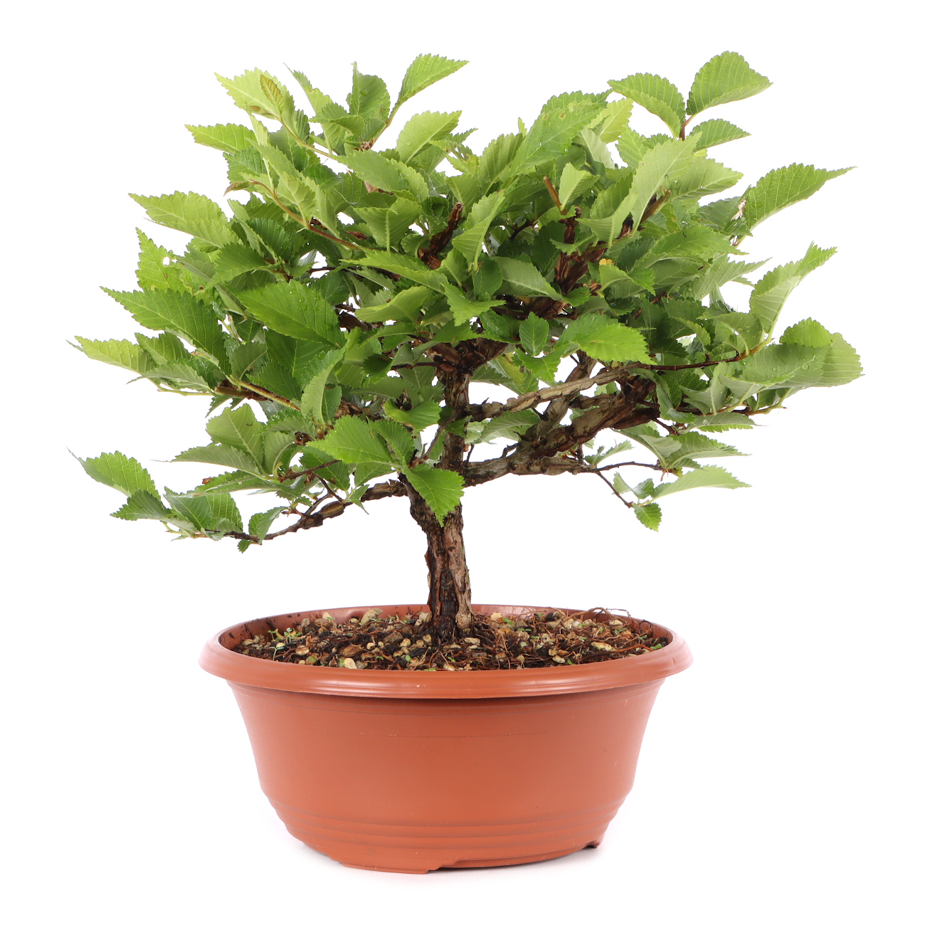 Ulmus minor var.