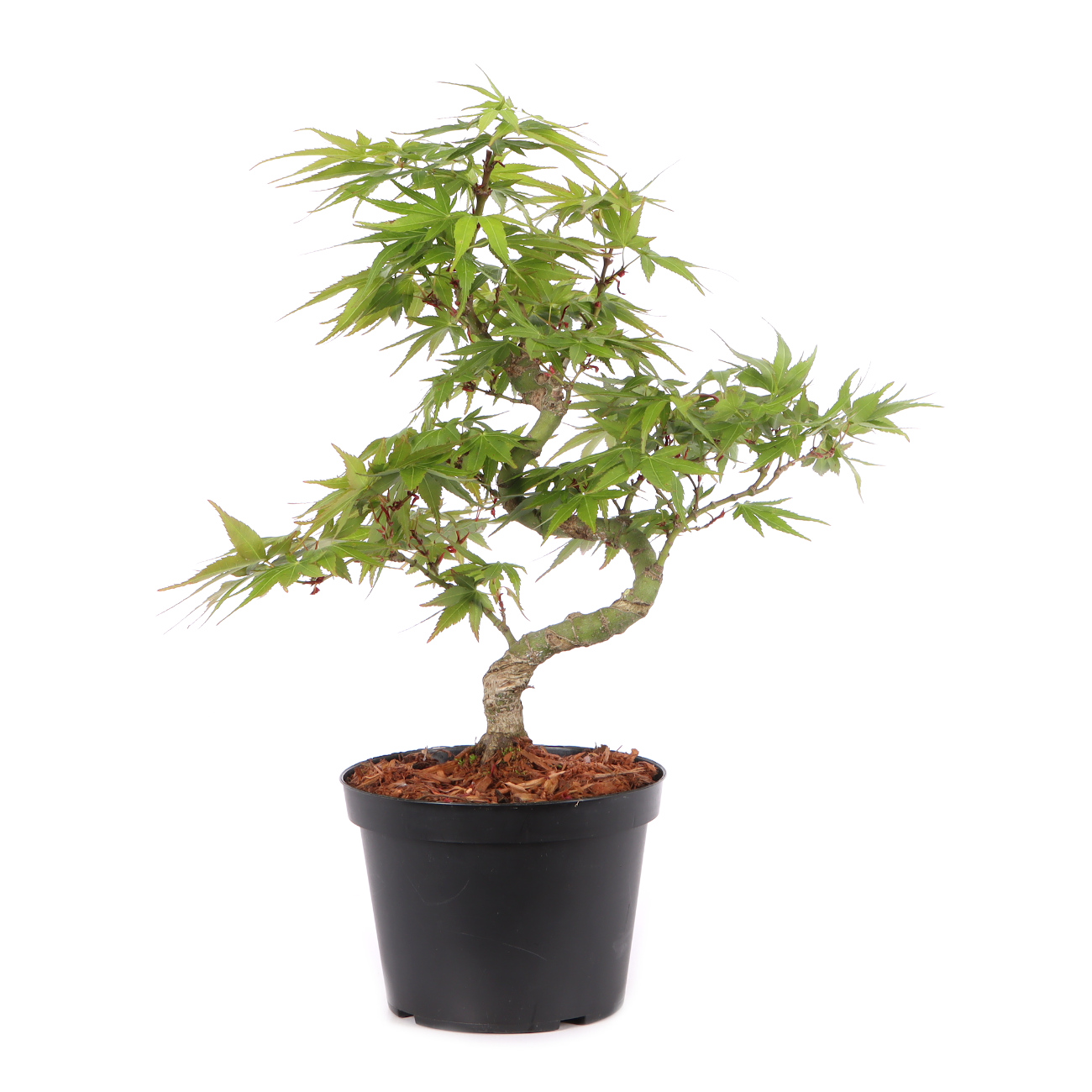 Acer palmatum 'Mikawa Yatsubusa'