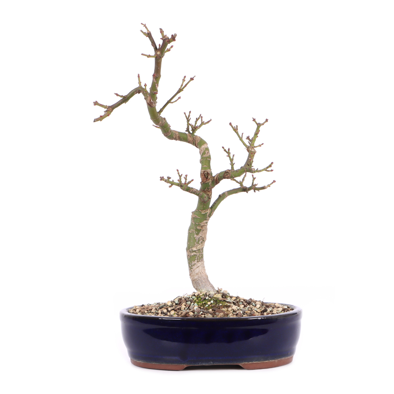 Acer palmatum 'Shishigashira'