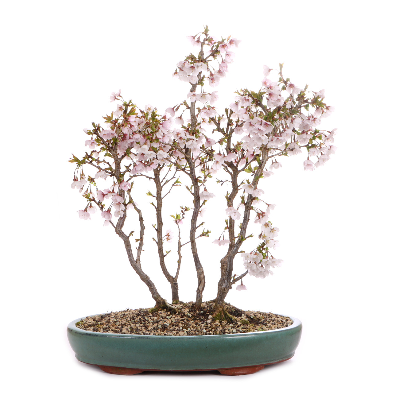 Prunus incisa 'Kojou-no-mai'