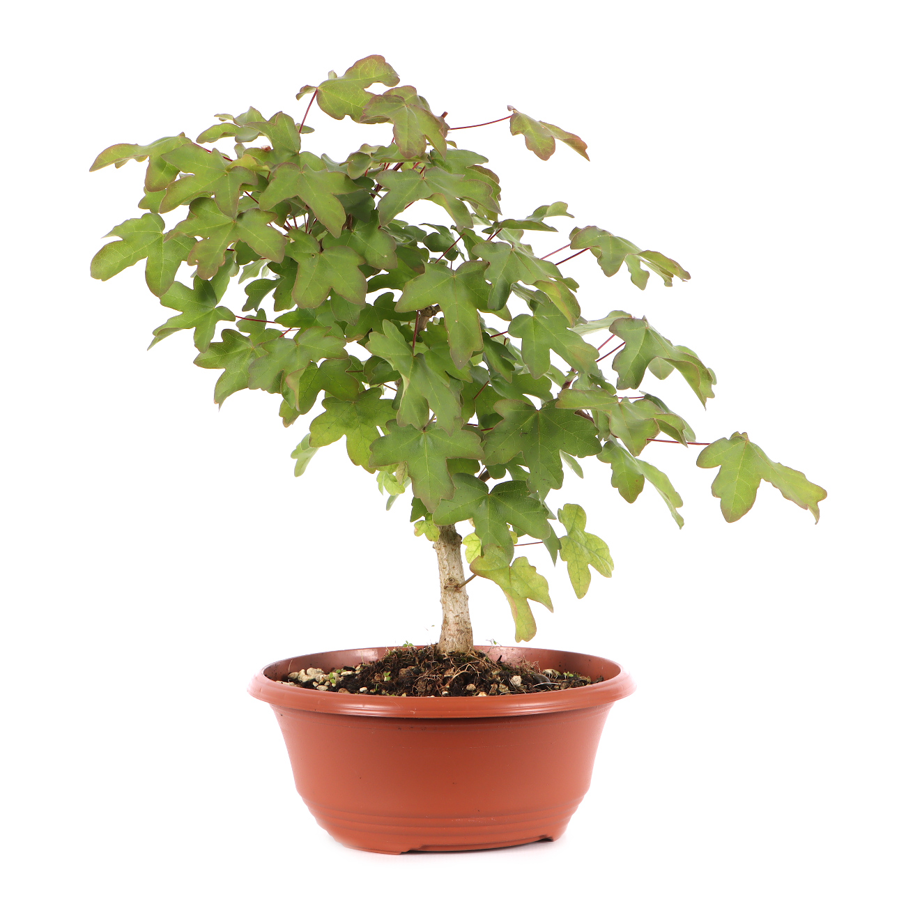 Acer campestre