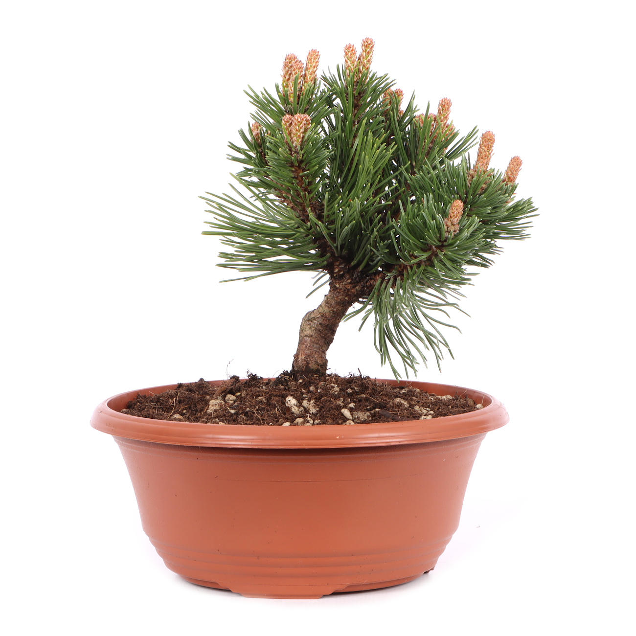 Pinus mugo 'Sherwood Compact'