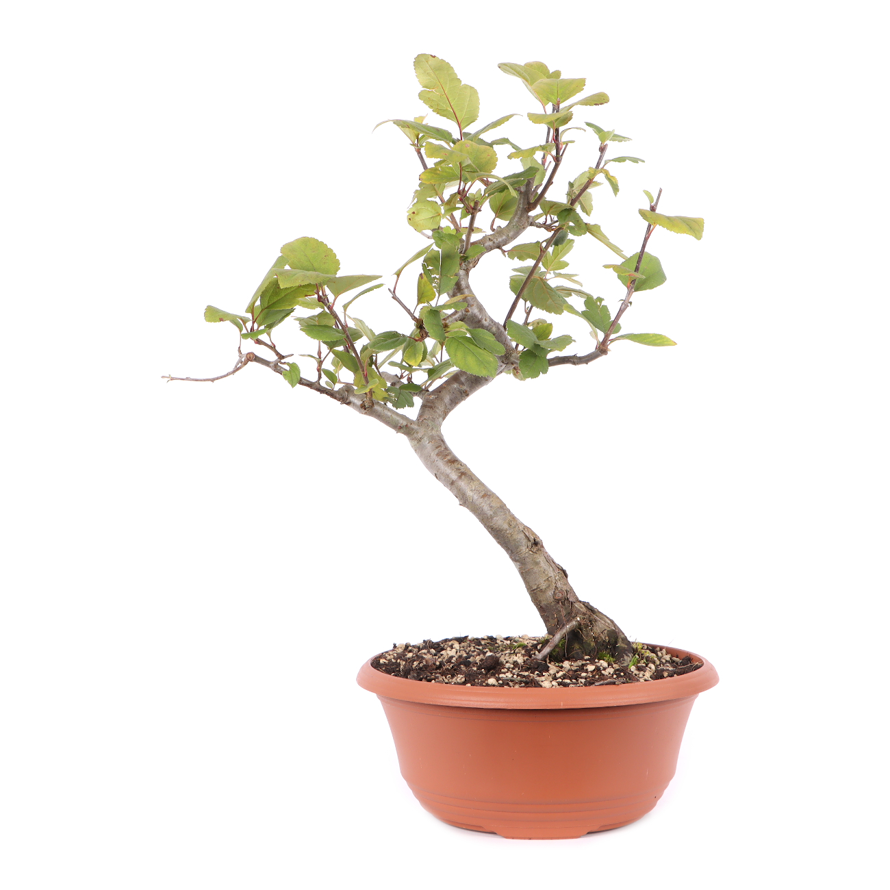 Malus toringo