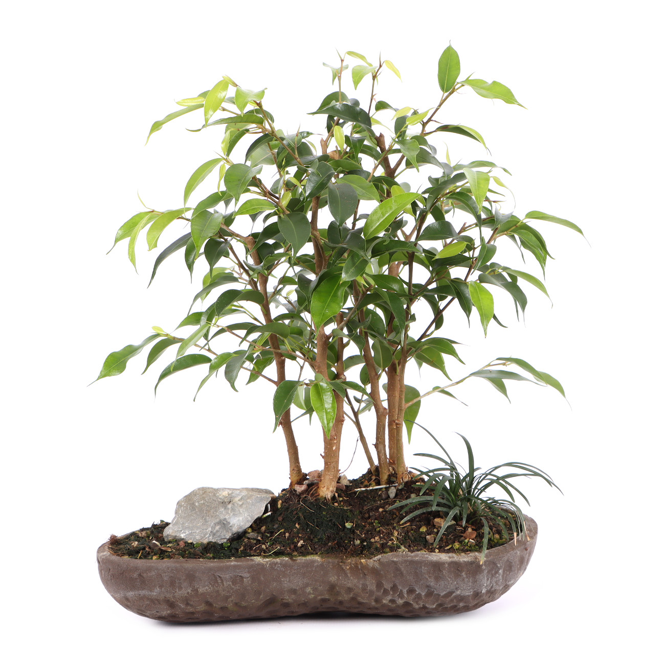 Ficus benjamina 'Natasja'
