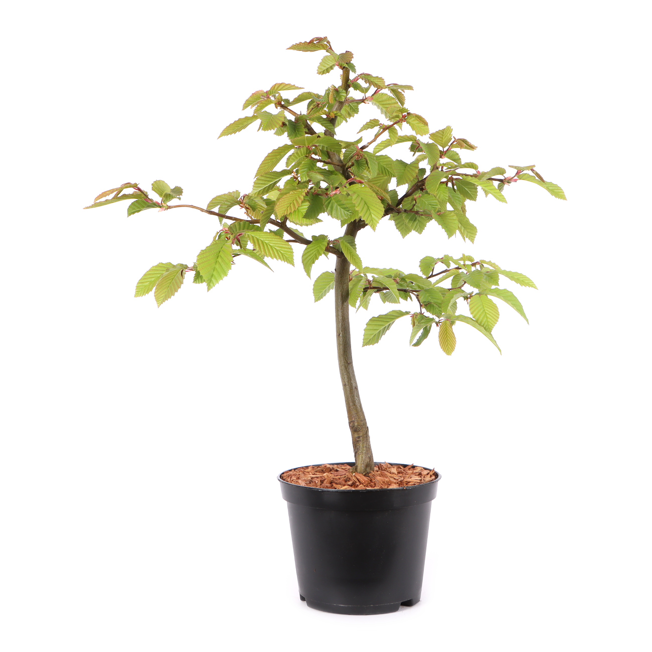 Carpinus betulus