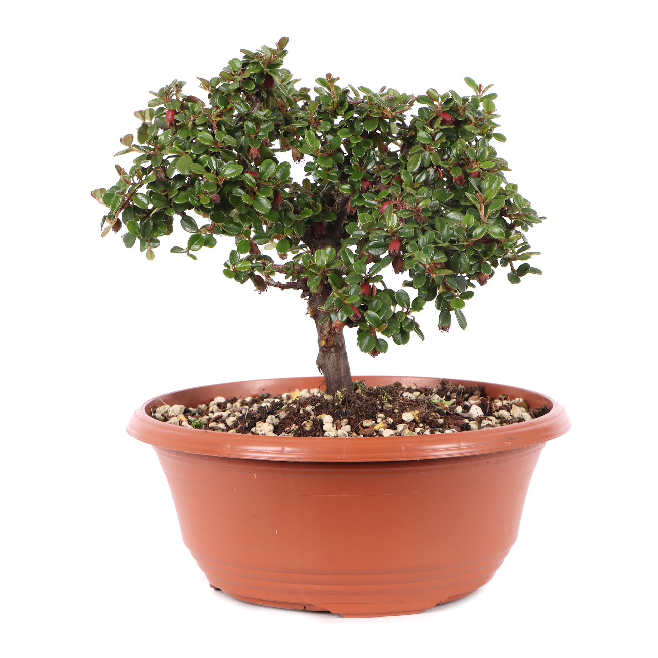 Cotoneaster microphyllus 'Cochleatus'