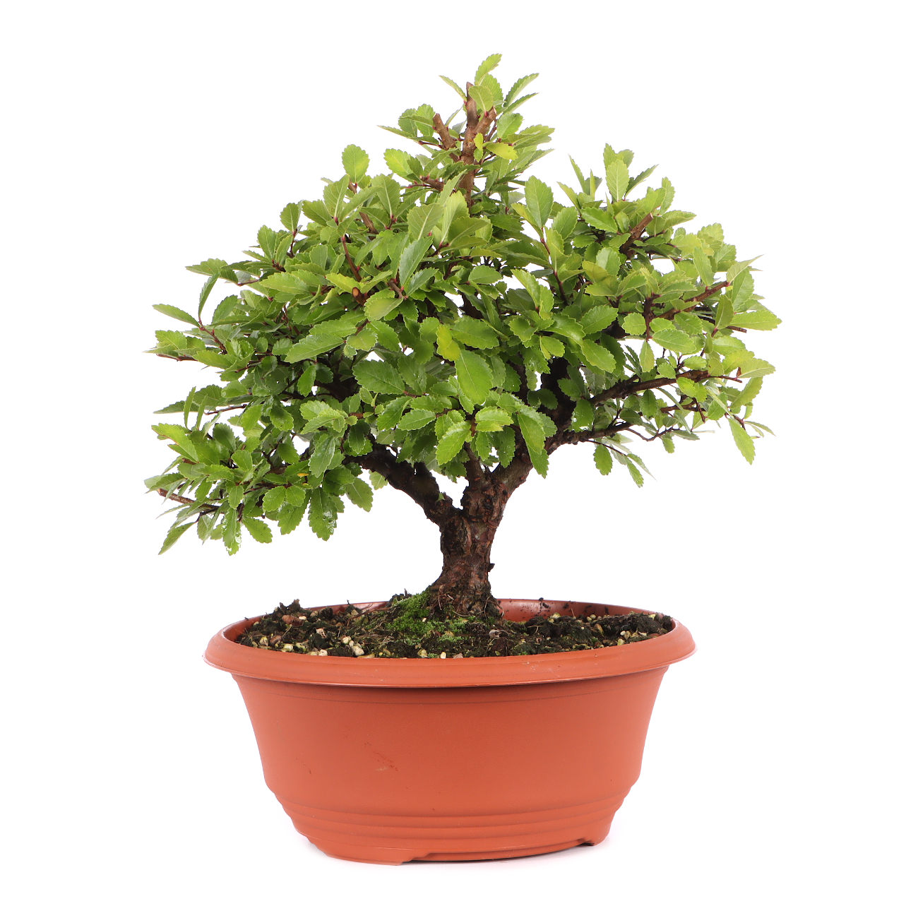 Ulmus japonica