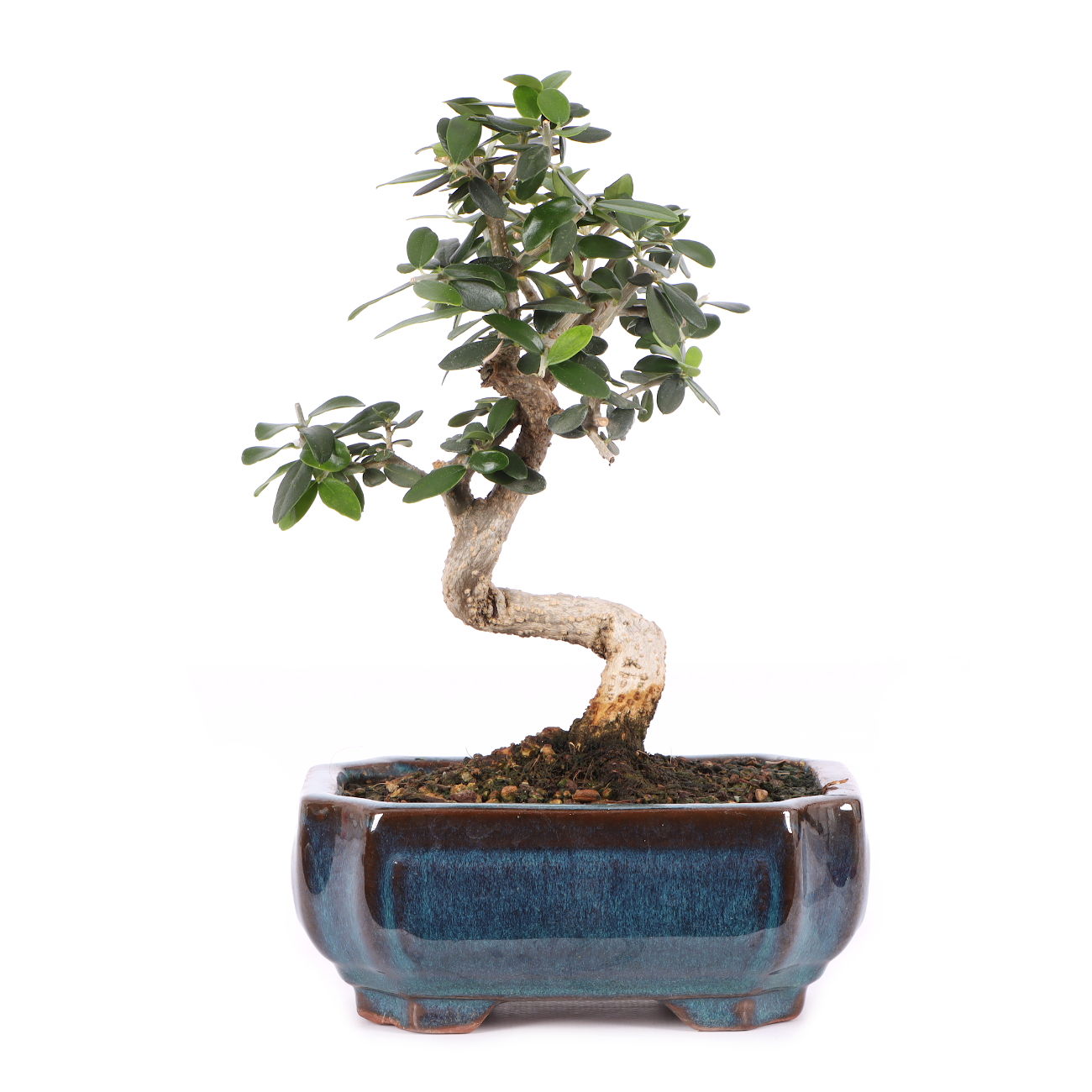 Olea europaea subsp. sylvestris