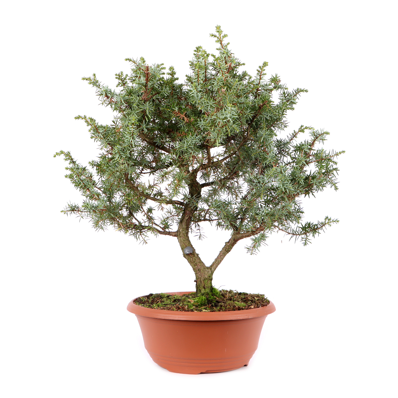 Juniperus communis 'Meyer'