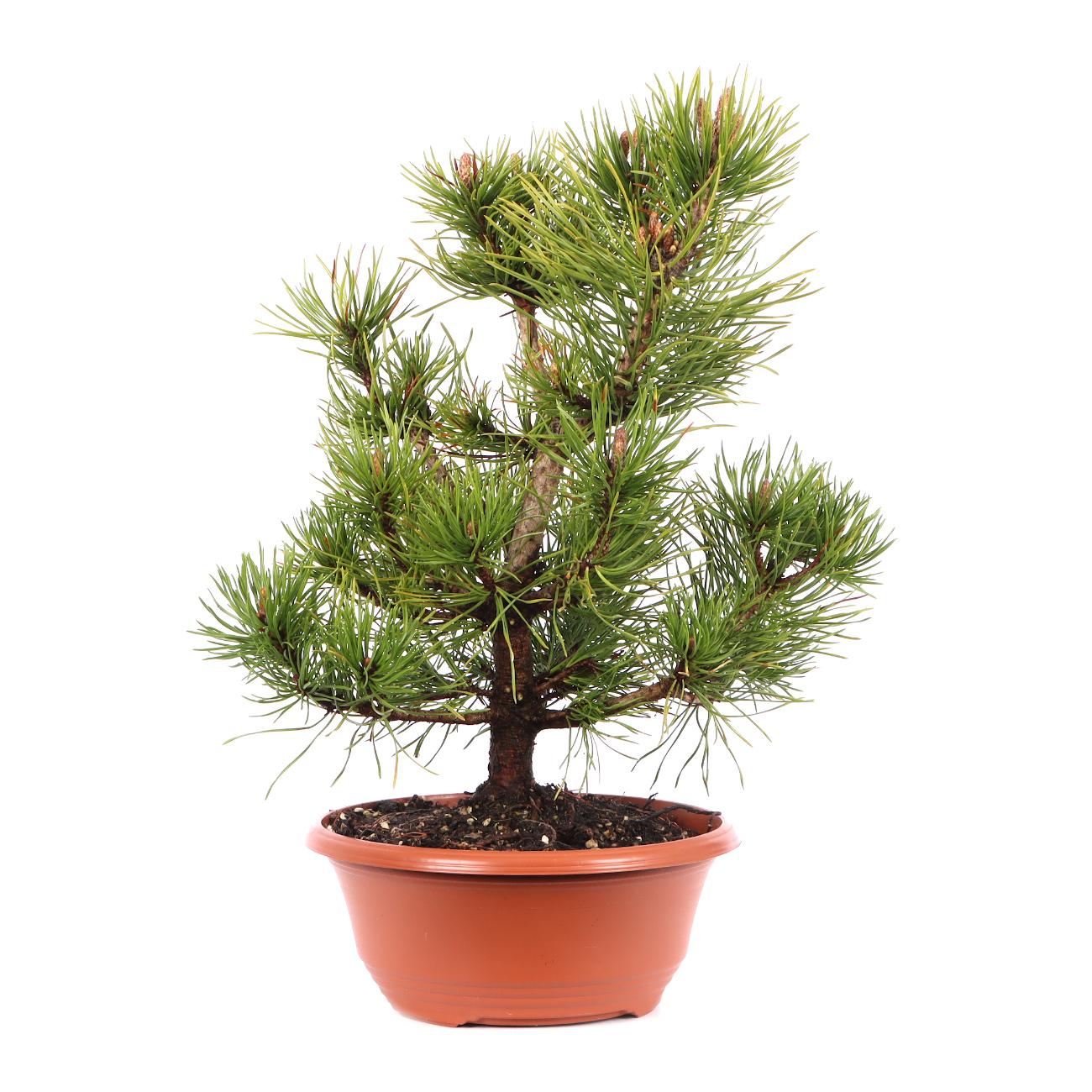 Pinus mugo subsp. uncinata