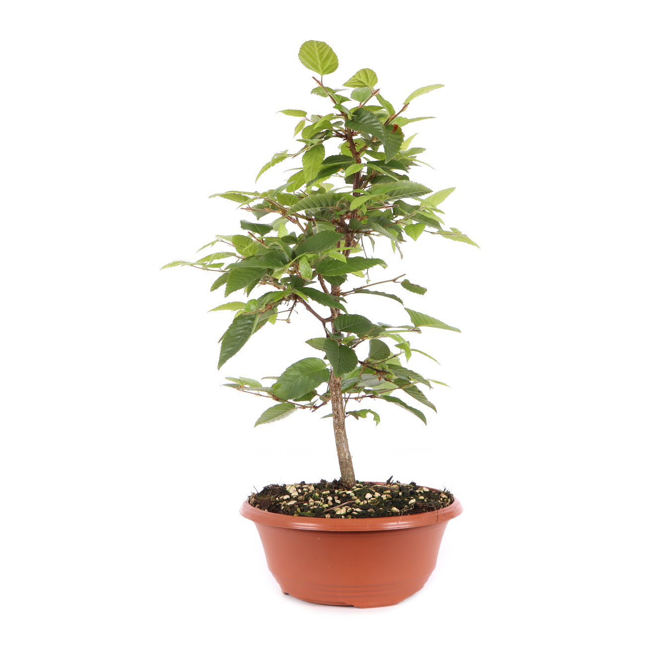 Carpinus turczaninowii